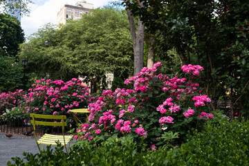 Fototapeta na wymiar Beautiful Pink Rose Bushes at Union Square Park in New York City during Spring