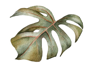 Tropical leaf imonstera deliciosa isolated on white background, watercolor hand painted illustration