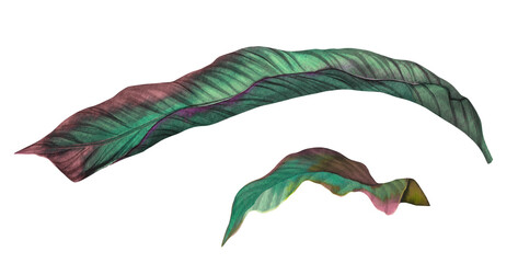 Tropical leaf isolated on white background, watercolor hand painted illustration