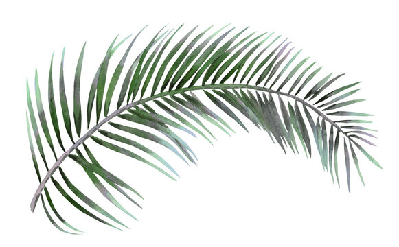 Tropical palm leaf isolated on white background, watercolor hand painted illustration