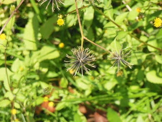 引っ付き虫