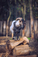 Portrait of a goat standing on wood