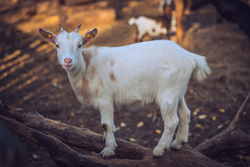 Baby goat in zoo park