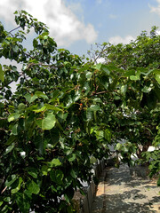 Fototapeta na wymiar Ficus religiosa OR PEEPAL TREE LEAVES AND FRUITS