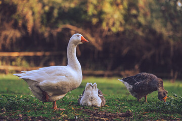 Goose on the grass isolated