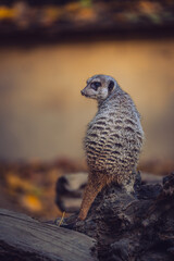 Meerkat standing and looking away