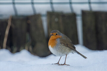 Cute robin (Erithacus rubecula) puffs up his plumage from the cold and looks like a ball, walking on frozen snow. Puffing robin - Christmas image. Piedmont, Italy