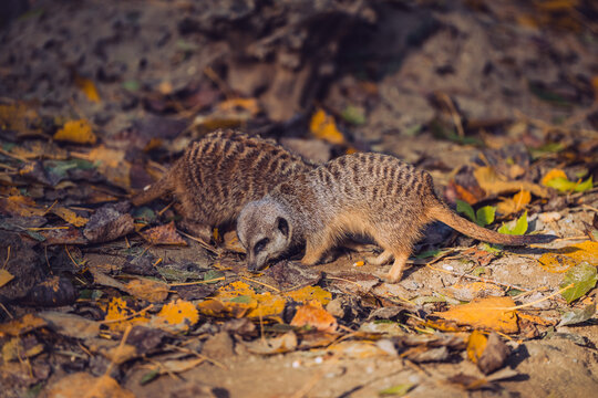 Meerkats Eating