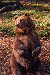 Brown bear sitting in nature
