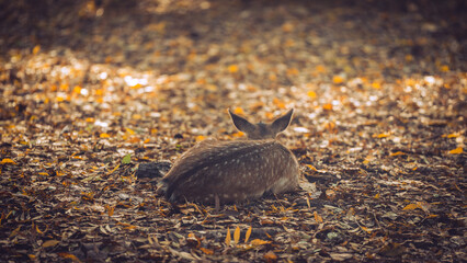 Deer sleeping in nature