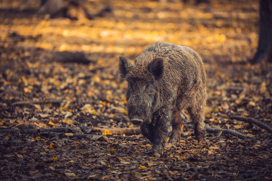 Wild boar in nature