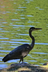 Vertical view of a little blue heron perching before the green water