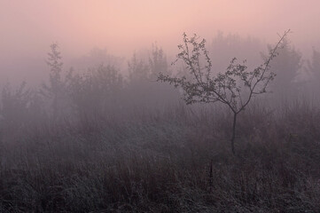 Rural landscape with pastel pink sky at dawn