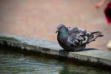 Close-up view of a Homing pigeon resting on the edge of a pond