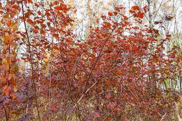 Autumn shrubs in multicolored coloring