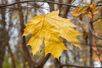 close-up of an autumn maple leaf