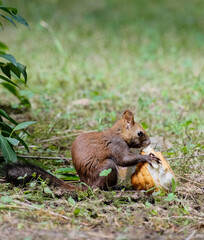 An eastern grey squirrel feeding on a slice of bread it found in the rubbish, sitting on a back yard fence on a beautiful sunny spring day