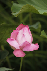 Pink lotus flower plants in pond. 