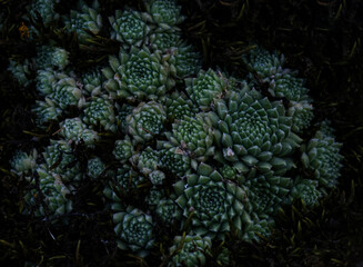 Aye-green Semperv vum background. Semperv vum, is a genus of flowering plants in the Tolstyanaceae family