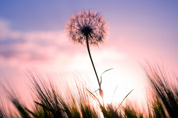 Obraz na płótnie Canvas Dandelion among the grass against the sunset sky. Nature and botany of flowers