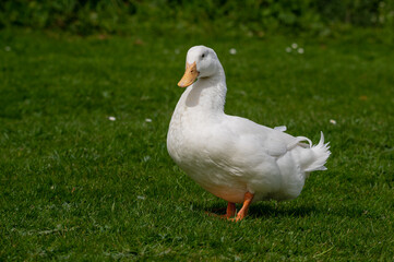Large white heavy duck also known as America Pekin Duck, Long Island Duck, Pekin or Aylesbury Duck, Anas platyrhynchos domesticus