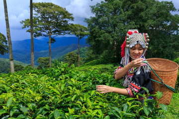 Hill tribe Asian woman in traditional clothes collecting tea leaves with basket in tea plantations terrace, Chiang mai, Thailand collect tea leaves