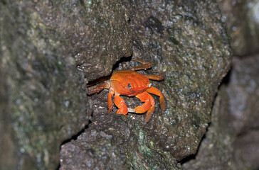 伊豆室岩洞のアカテガニ