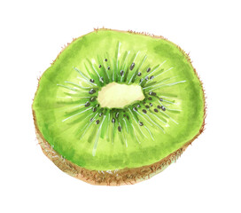 Botanical watercolor illustration of a Kiwifruit fruit cut in half