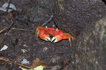 伊豆室岩洞のアカテガニ