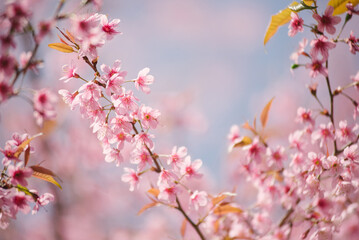 pink cherry blossom