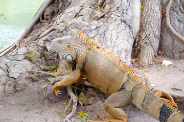 Iguana is a reptile of the genus Iguana in the family Iguana.