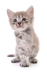 Kitten on white background.