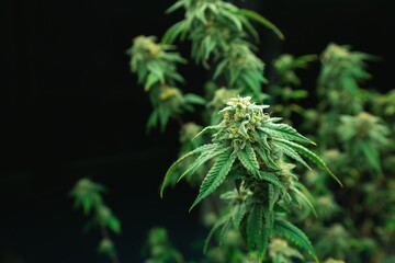 Closeup of a cannabis plant with a bud, legal cannabis plants grown in an indoor hydroponic grow...