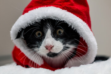 A black and white kitten dressed in Christmas clothing