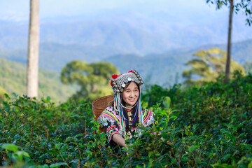 Hill tribe Asian woman in traditional clothes collecting tea leaves with basket in tea plantations terrace, Chiang mai, Thailand collect tea leaves