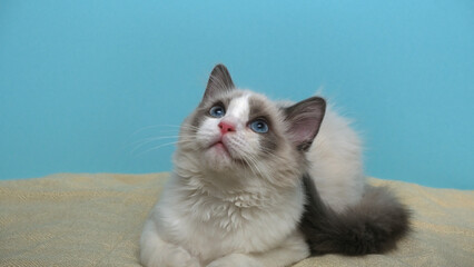 Cute  white fluffy cat. Ragdoll kitten.