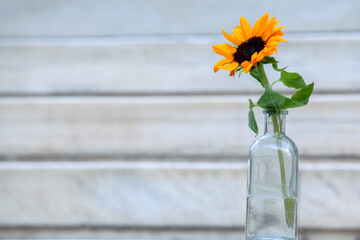 Fototapeta premium sunflower in a glass bottle