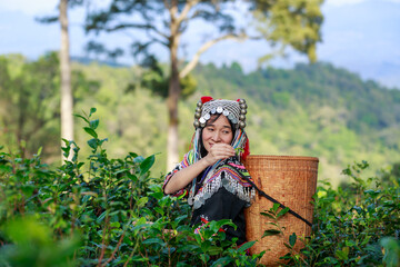 Hill tribe Asian woman in traditional clothes collecting tea leaves with basket in tea plantations terrace, Chiang mai, Thailand collect tea leaves