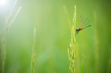Fototapeta premium Orange dragonfly in the green rice on blur background for create nice natural wallpaper. selective focus.