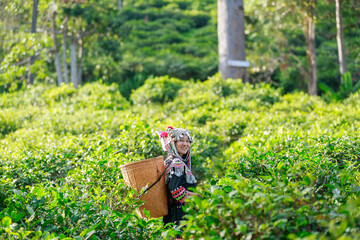 Hill tribe Asian woman in traditional clothes collecting tea leaves with basket in tea plantations terrace, Chiang mai, Thailand collect tea leaves