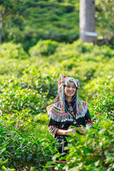 Naklejka na ściany i meble Hill tribe Asian woman in traditional clothes collecting tea leaves with basket in tea plantations terrace, Chiang mai, Thailand collect tea leaves