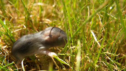 A little gray mouse on the green grass. A rodent in the wild. Wildlife. Macro 
