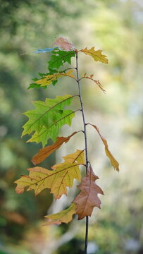 Ein  sehr junger Roteichen Baum mit Blättern in Herbstfarben auf hell grünen, unscharfen Hintergrund.