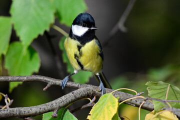 Fototapeta premium Kohlmeise // Great tit (Parus major)