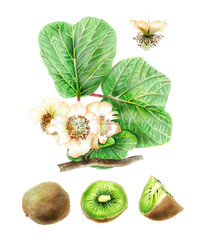 Botanical watercolor illustration of flowers, fruits and leaves of Kiwifruit.  Drawing of a whole kiwi, cut in half and a quarter