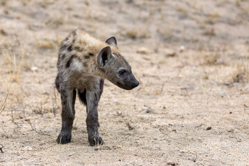Fototapeta premium Young standing spotted hyena, crocuta crocuta, front view, in Kruger National Park, South Africa