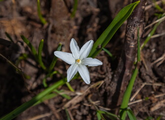 хионодокса белая
