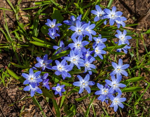 Chionodox flower is blue on a background of greenery and earth in spring