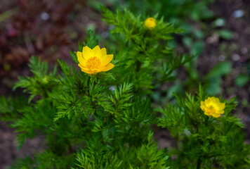 Yellow Adonis spring flower on a background of greenery in spring