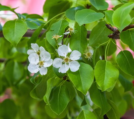 Flowers of the fruit tree Apple tree close-up on the background of greenery in spring